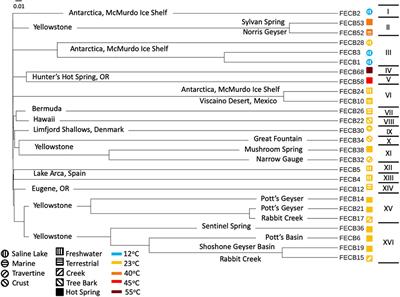 Phototrophic Co-cultures From Extreme Environments: Community Structure and Potential Value for Fundamental and Applied Research